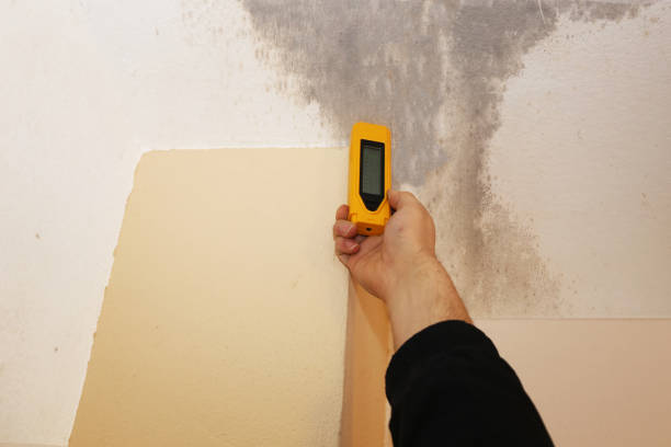 Trusted Hydesville, CA Mold Removal Experts