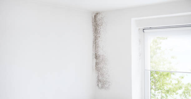Mold Documentation for Insurance Claims in Hydesville, CA
