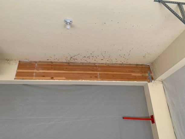 Environmental Consulting for Mold Prevention in Hydesville, CA