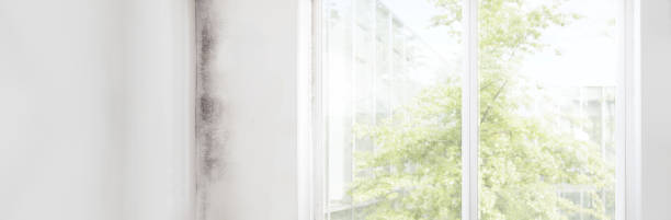 Best Mold-Related Health Consultation  in Hydesville, CA